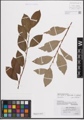 Foto von Salix caprea L. x Salix daphnoides Vill.